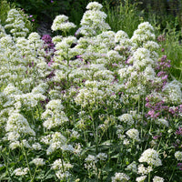 Centranthus ruber albus - Weiße Spornblume Albus - Blühende Stauden