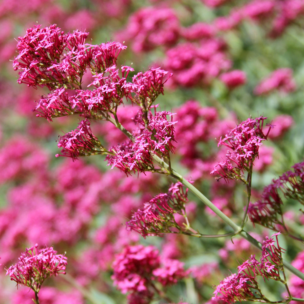 Rote Spornblume