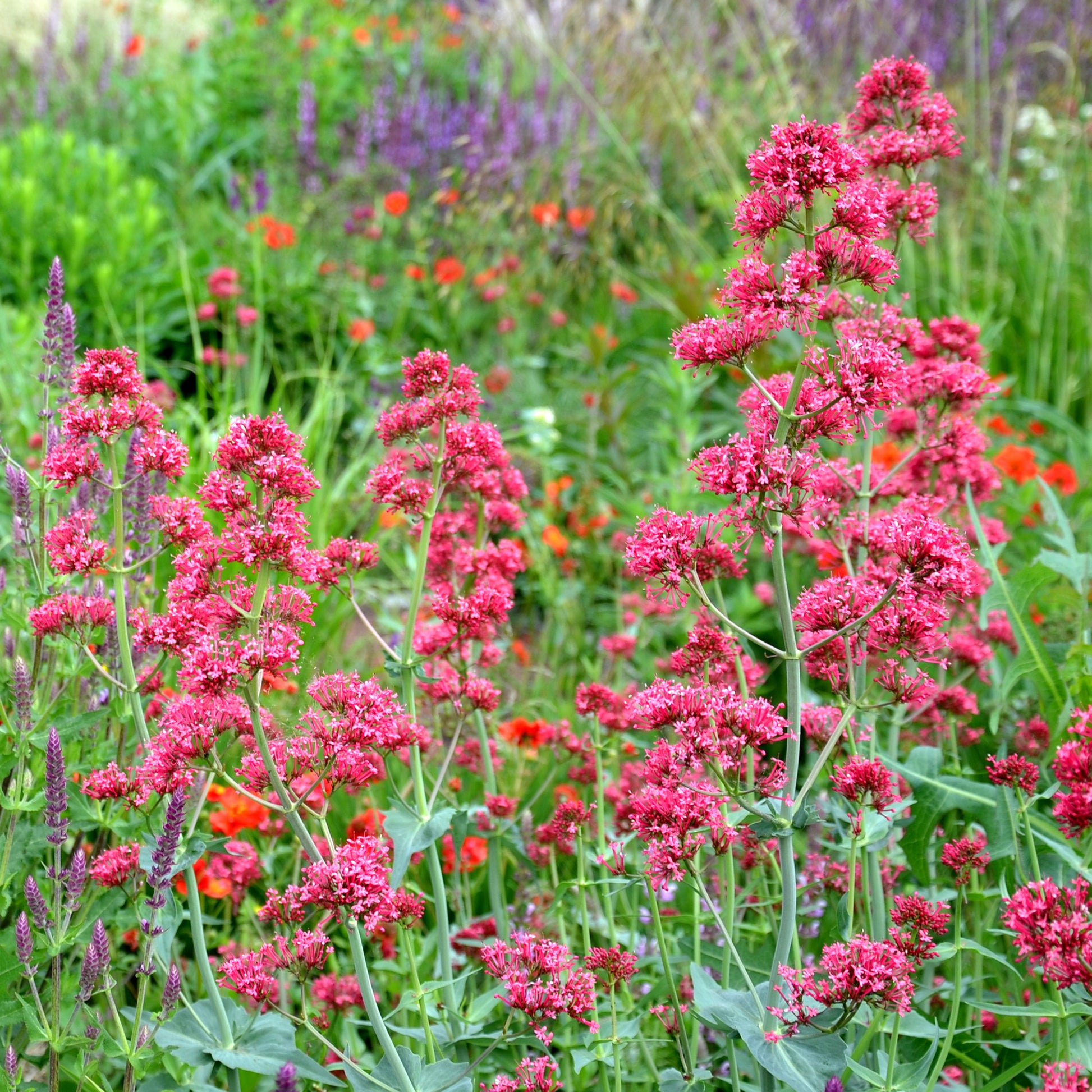 Centranthus ruber coccineus - Rotblühende Spornblume 'Coccineus' - Stauden