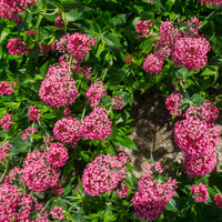 Rote Spornblume