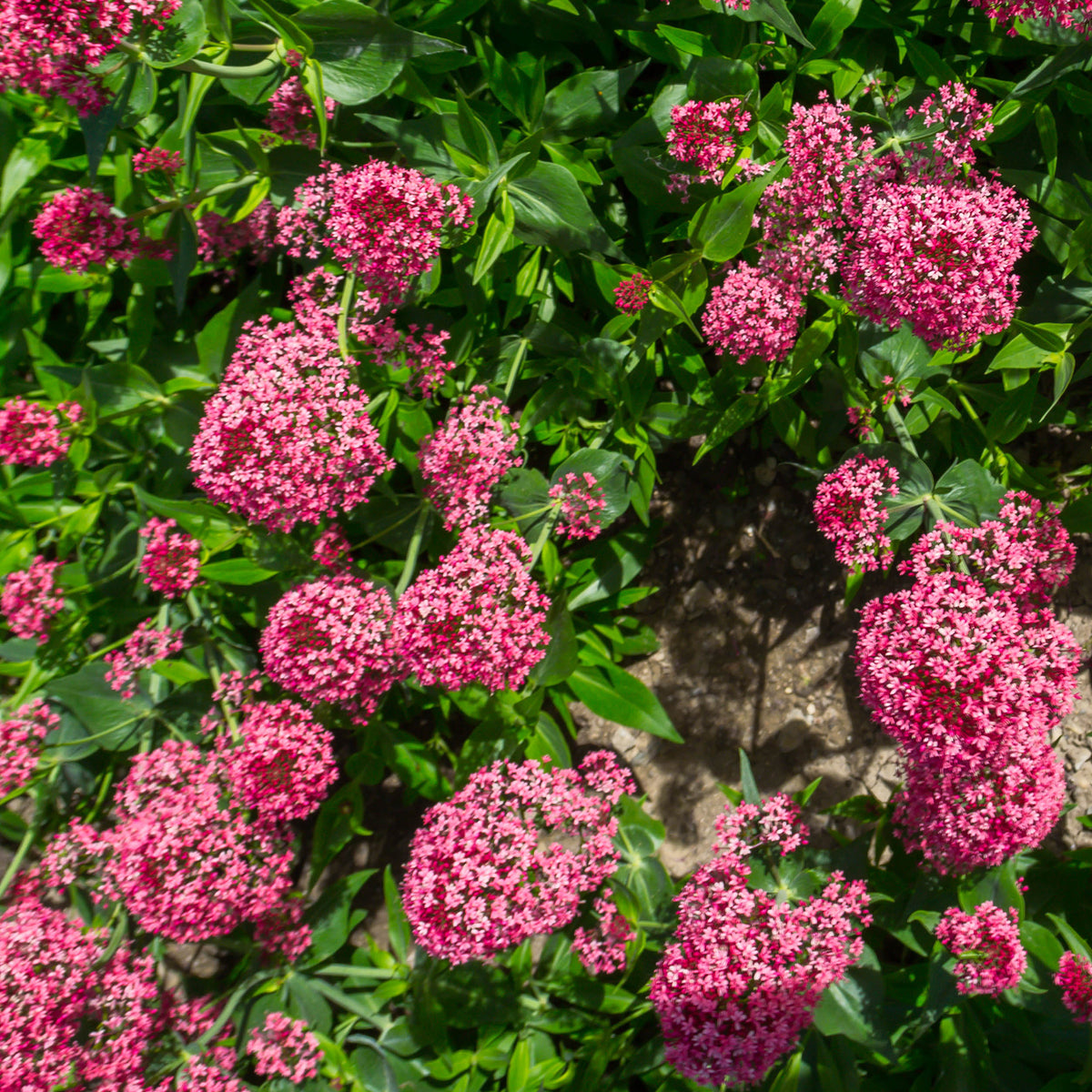 Rote Spornblume