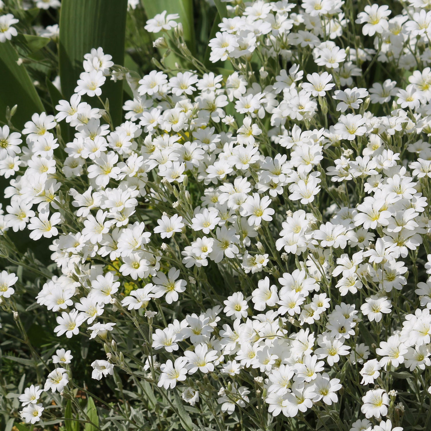 Cerastium biebersteinii - Bieberstein-Hornkraut
