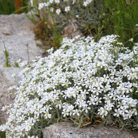 Filziges Hornkraut Yo Yo - Cerastium tomentosum yo yo - Bakker