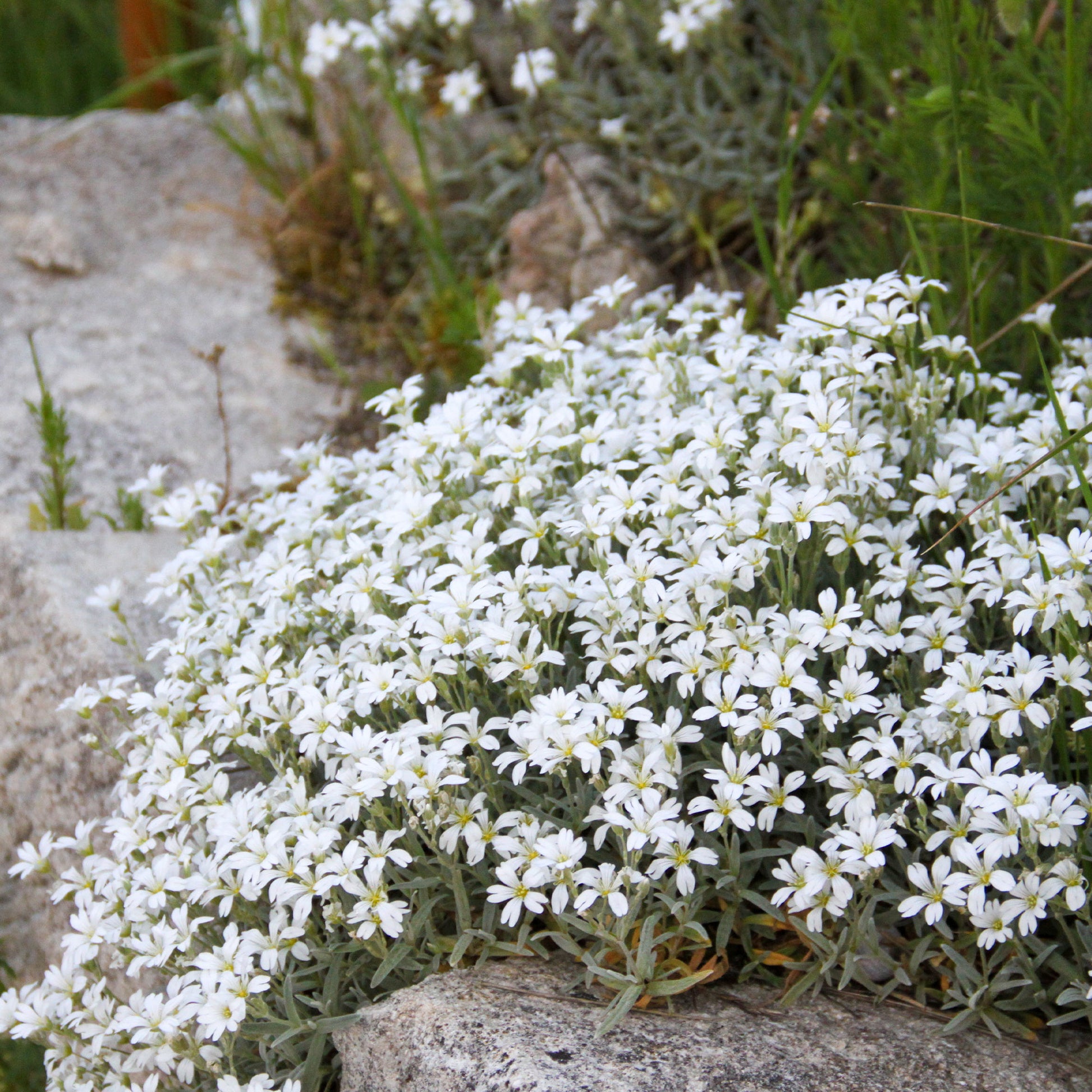 Filziges Hornkraut Yo Yo - Cerastium tomentosum yo yo - Bakker