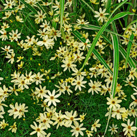 Coreopsis verticillata Moonbeam - Netzblatt Schönauge Moonbeam - Mädchenauge