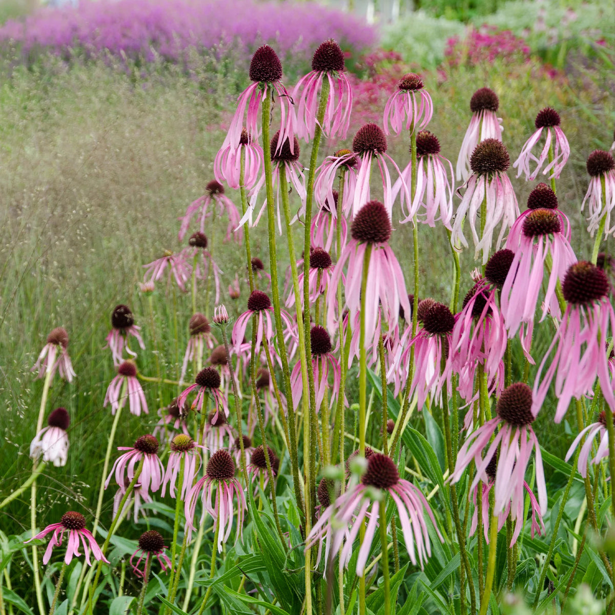 Verkauf 5 Stauden für ein sonniges Beet - Deschampsia cespitosa, Gaura lindheimeri, Nepeta faassenii, Perovskia atriplicifolia, Echinacea pallida                
