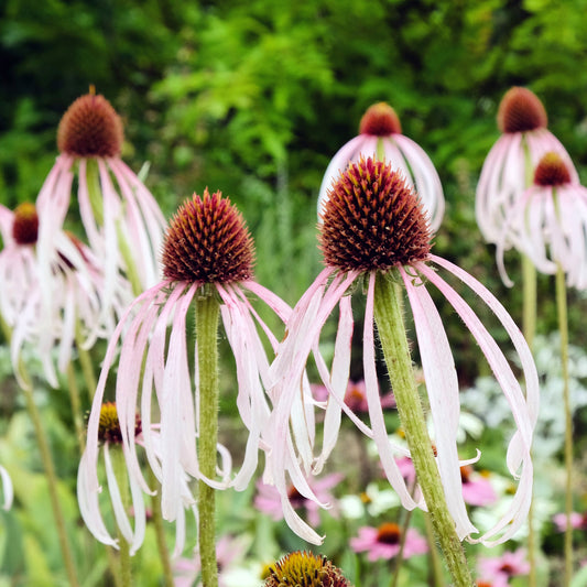 Rudbeckia blass Echinacea blass - Bakker