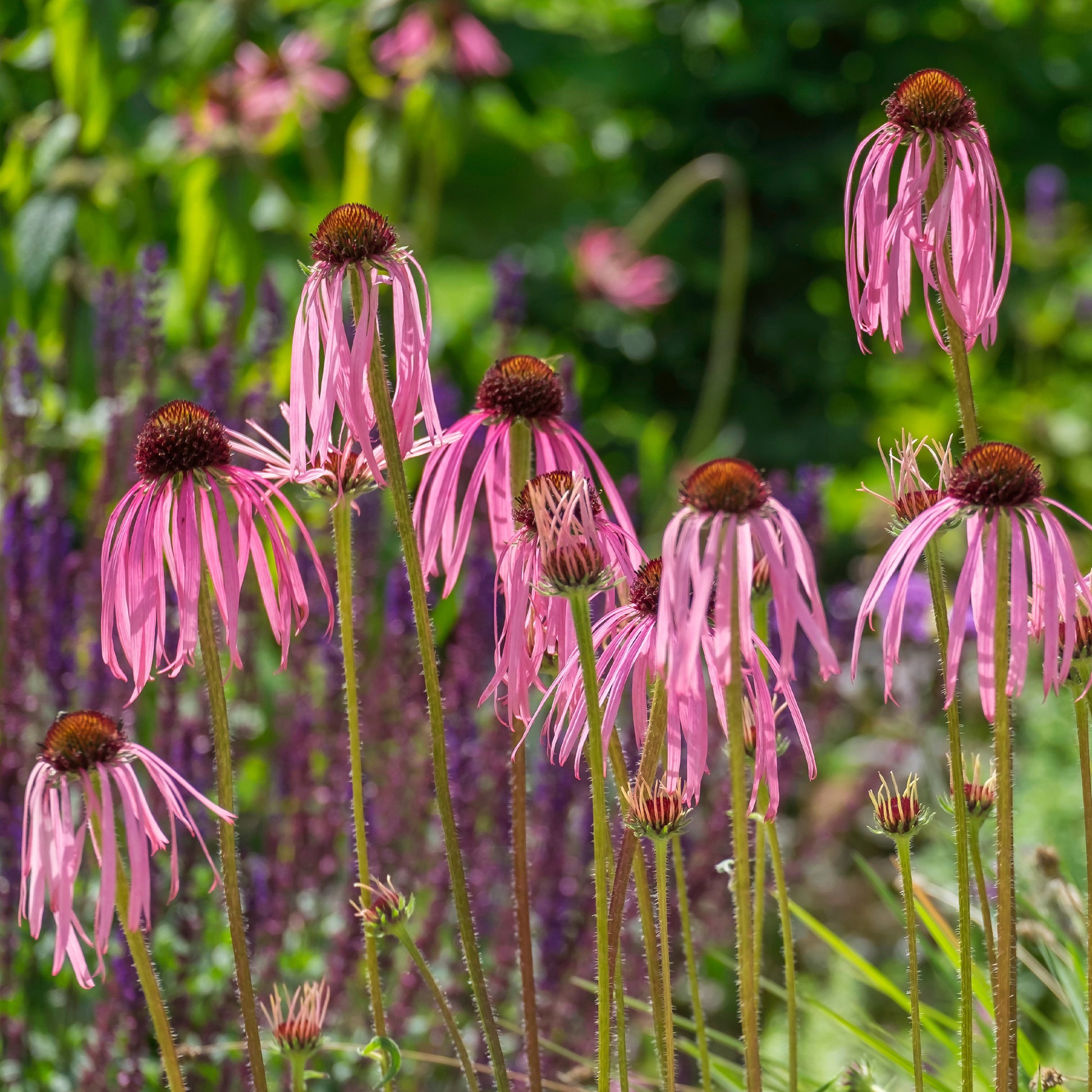 Rudbeckia blass Echinacea blass - Echinacea pallida - Bakker
