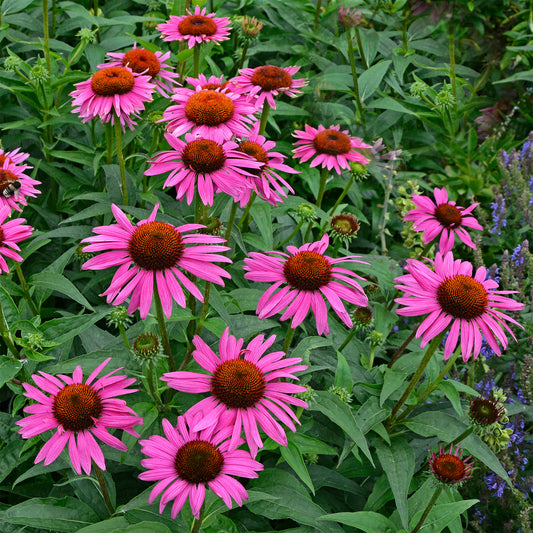 Rudbeckia Fatal Attraction Purpur-Echinacea - Bakker