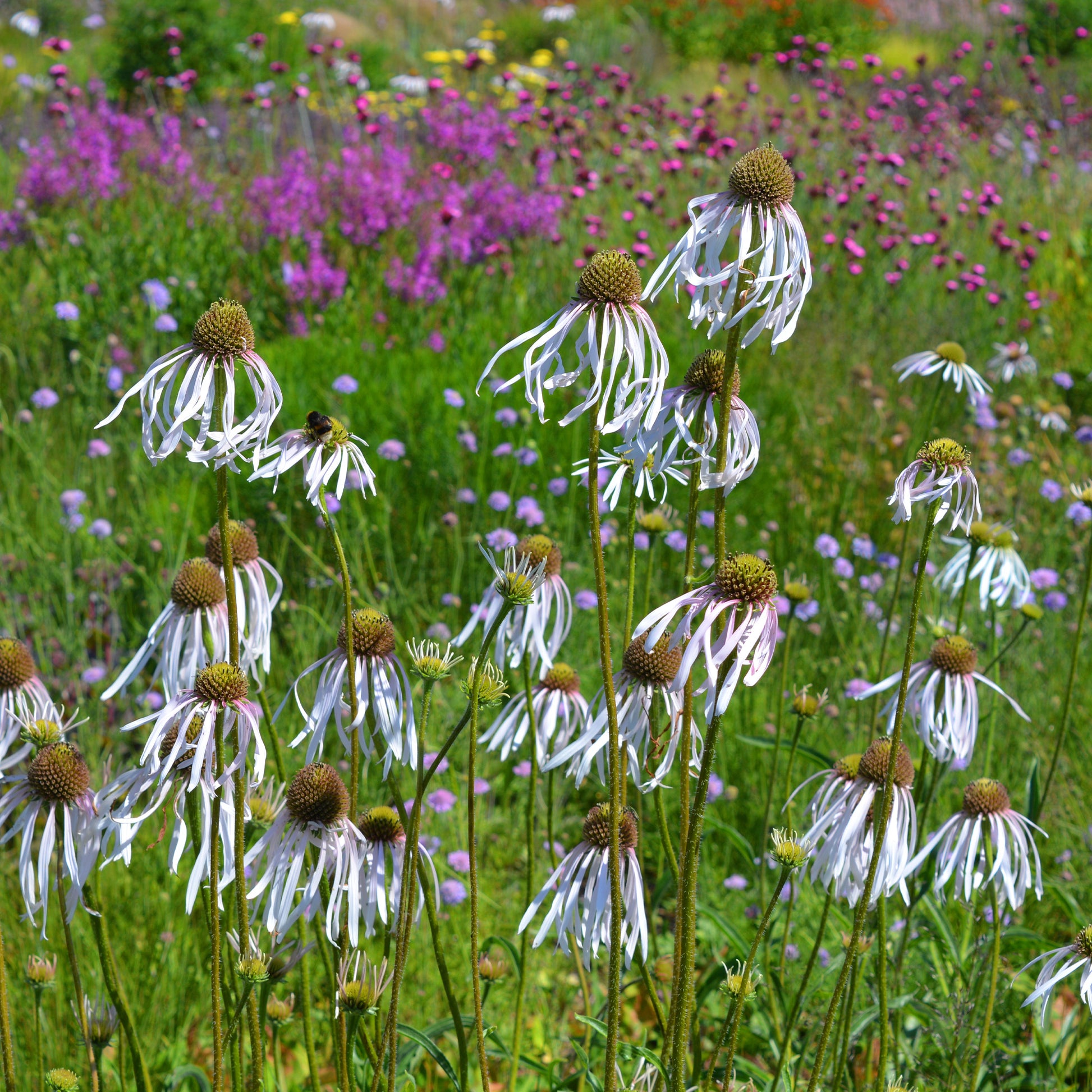 Verkauf Blasser Sonnenhut Hula Dancer - Echinacea pallida Hula Dancer