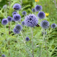 Ruthenische Kugeldistel (x3) - Bakker