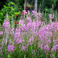 Epilobium angustifolium - St.-Antonius-Lorbeer-Weidenröschen - Stauden