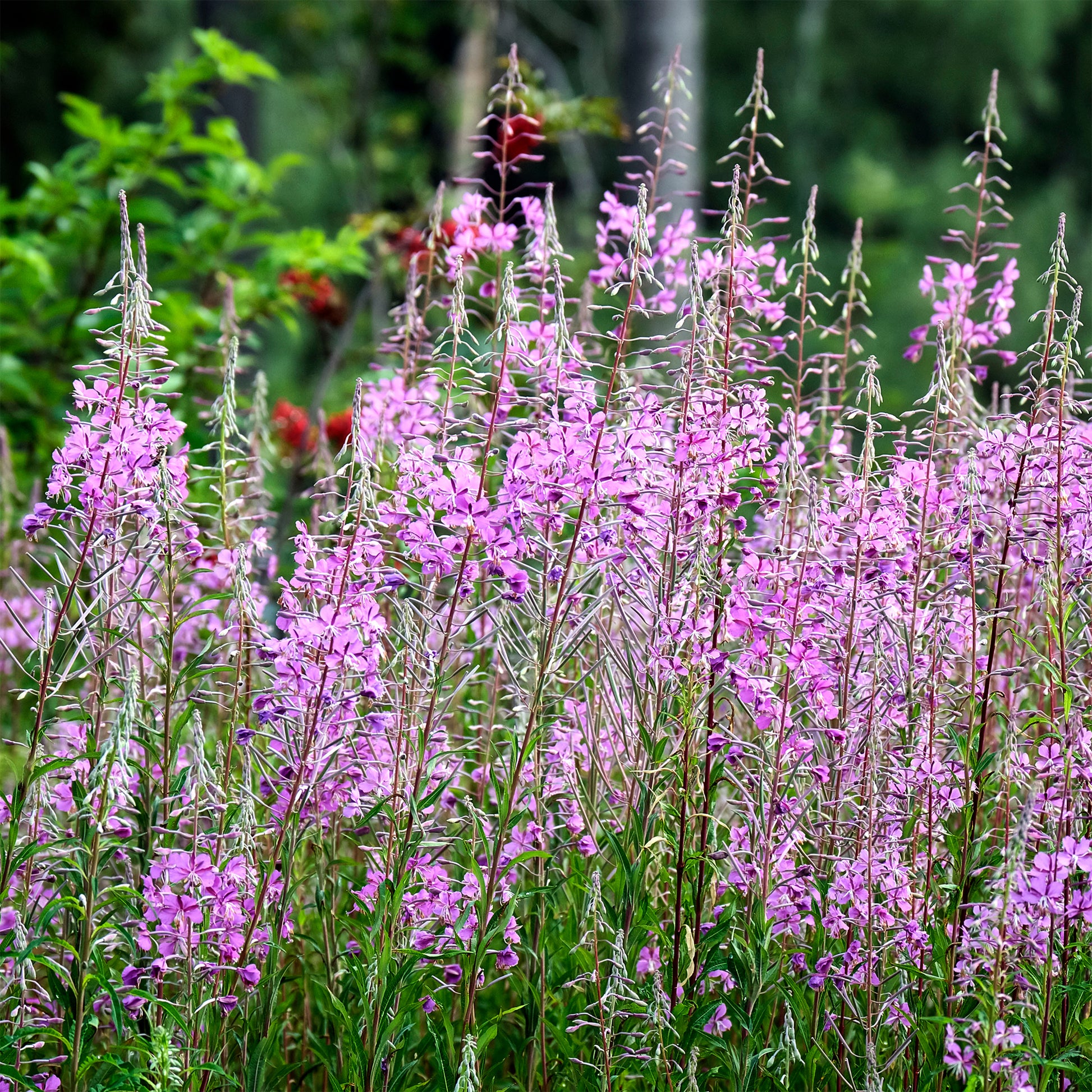 Epilobium angustifolium - St.-Antonius-Lorbeer-Weidenröschen - Stauden