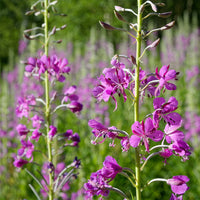 St.-Antonius-Lorbeer-Weidenröschen - Epilobium angustifolium - Bakker