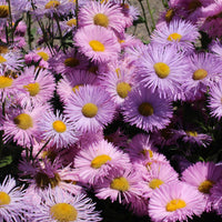 Erigeron speciosus Rosa Jewel - Feinstrahl 'Rosa Juwel' - Erigeron