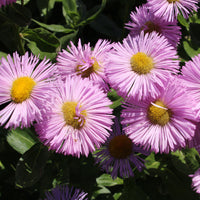 Feinstrahl 'Rosa Juwel' - Bakker