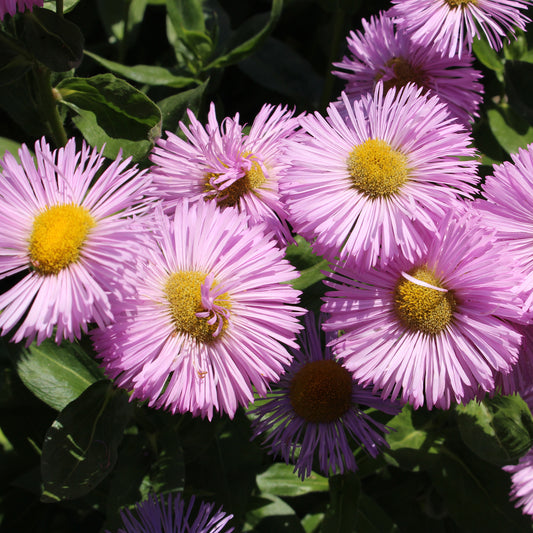 Erigerons Rosa Jewel Erigerons Pink Jewel (x3)