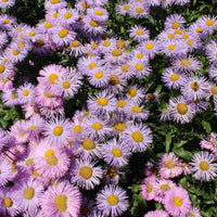 Feinstrahl 'Rosa Juwel' - Erigeron speciosus Rosa Jewel - Bakker