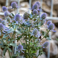 Stumpfblättriges Panikikum Blauer Zwerg Blaue Distel - Bakker