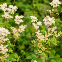 Filipendulas ulmaria Wiesenkönigin (x3) - Bakker