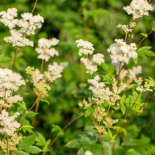 Filipendulas ulmaria Wiesenkönigin (x3)