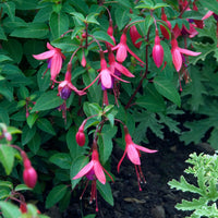 Fuchsie Tom Thumb - Bakker