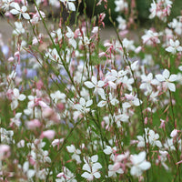 Prachtkerze Summer Breeze - Bakker
