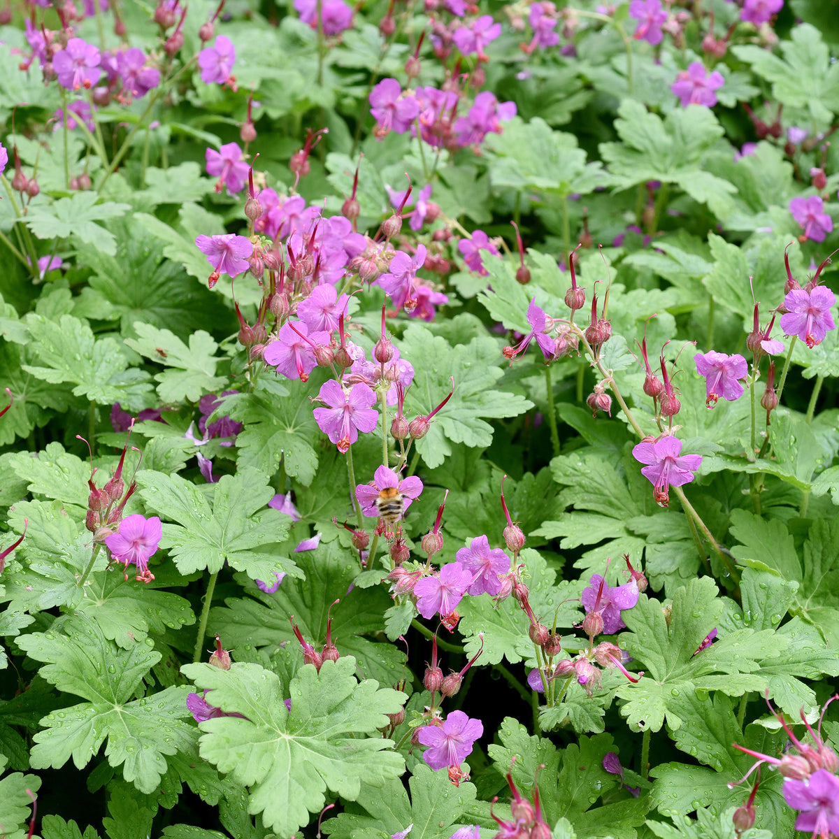 Geranium macrorrhizum - Balkan-Storchschnabel - Geranien