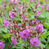 Balkan-Storchschnabel - Geranium macrorrhizum - Bakker