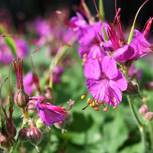 Balkan-Storchschnabel - Bakker