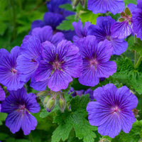 Geranie Rosemoor - Geranium x magnificum Rosemoor - Bakker