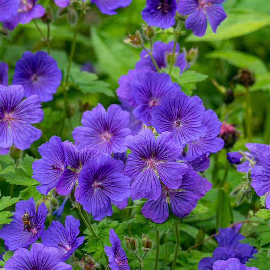 Geranie Rosemoor - Bakker