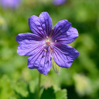 Geranium x magnificum Rosemoor - Geranie Rosemoor - Blühende Stauden