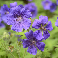 Verkauf Geranie Rosemoor - Geranium x magnificum Rosemoor