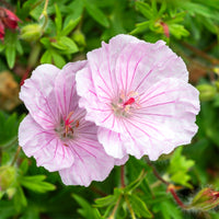 Geranium sanguineum striatum - Blut-Storchschnabel Strié Lancastrense - Blühende Stauden