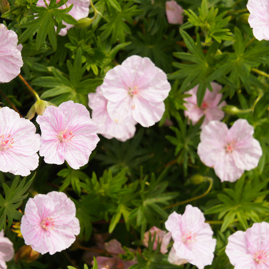 Blut-Storchschnabel Strié Lancastrense - Bakker