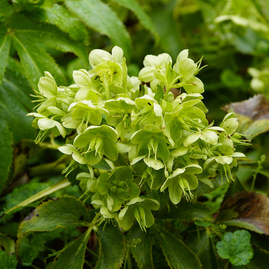 Korsische Lippische Helleborus Korsische Helleborus - Bakker
