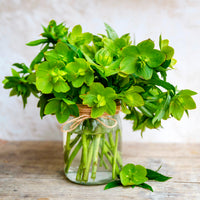 Korsische Nieswurz - Helleborus argutifolius - Bakker