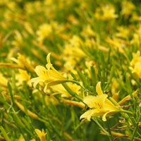 Taglilie 'Citrina - Hemerocallis citrina - Bakker