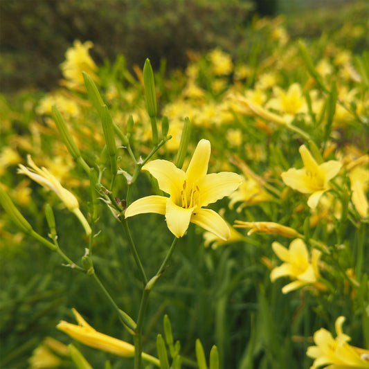 Taglilie 'Citrina - Bakker