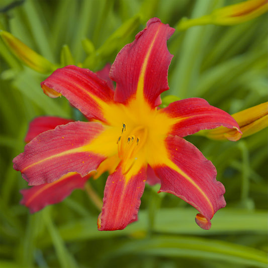 Hemerocallis Autumn Red Lilie eines Tages - Bakker