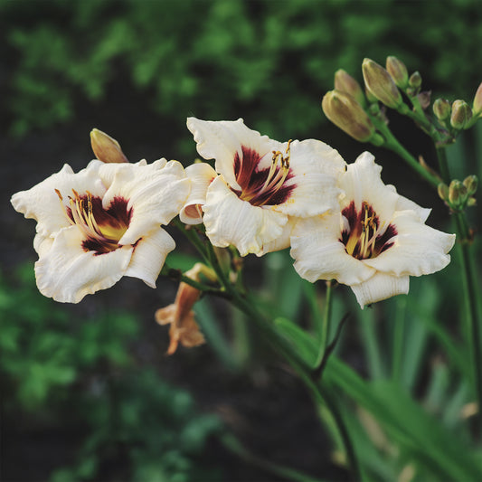 Hemerocallis Snowy Eyes Lilie eines Tages - Bakker