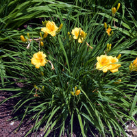 Hemerocallis - Taglilie - Taglilie Stella de Oro - Hemerocallis Stella de Oro