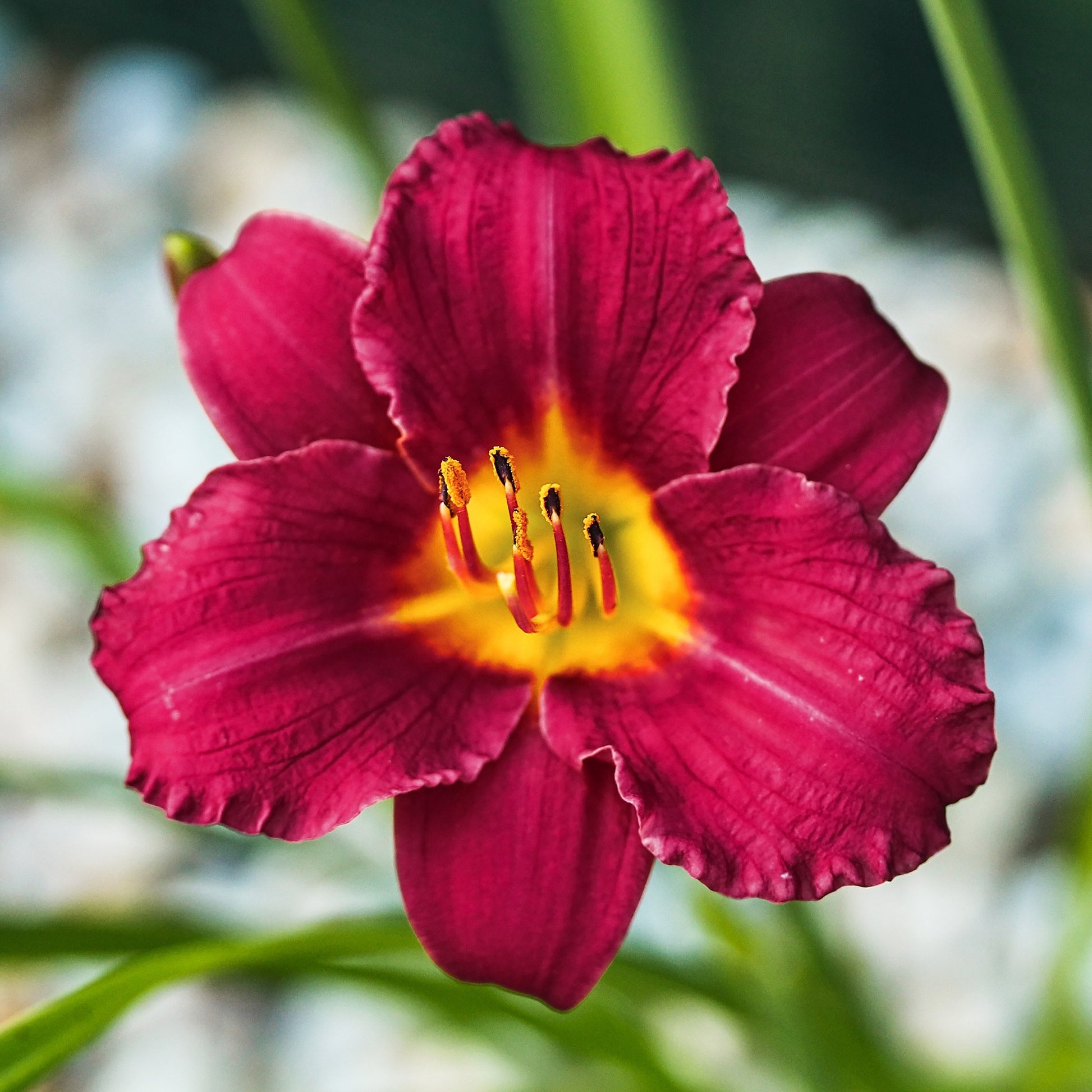 Taglilie 'Pardon Me - Hemerocallis pardon me - Bakker