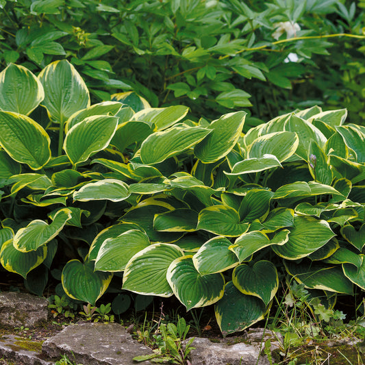 Hosta Aureomarginata Funkia - Bakker