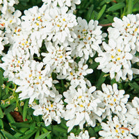 Immergrüne Schleifenblume Weißer Zwerg - Iberis sempervirens weisser zwerg - Bakker