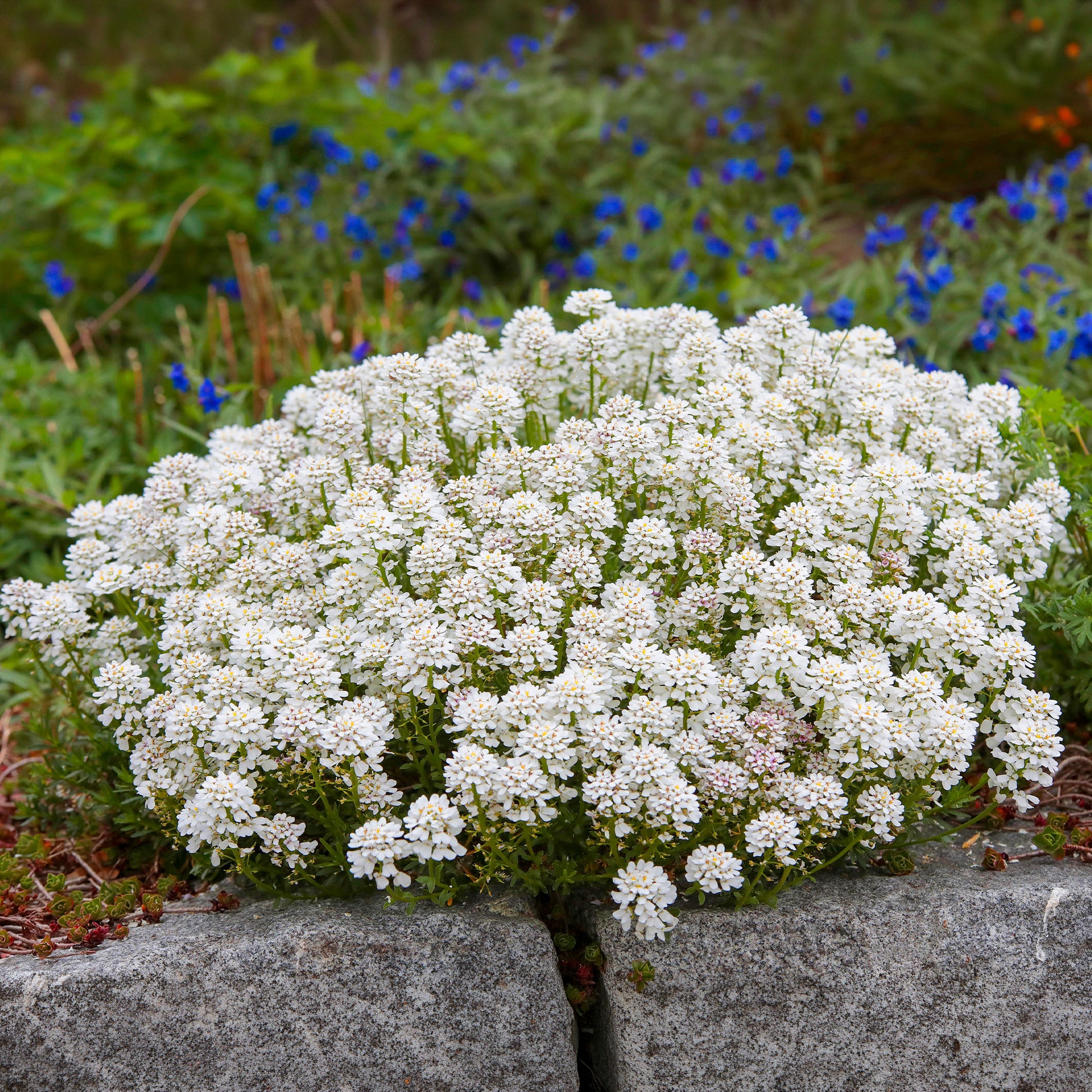 Immergrüne Schleifenblume Weißer Zwerg - Bakker
