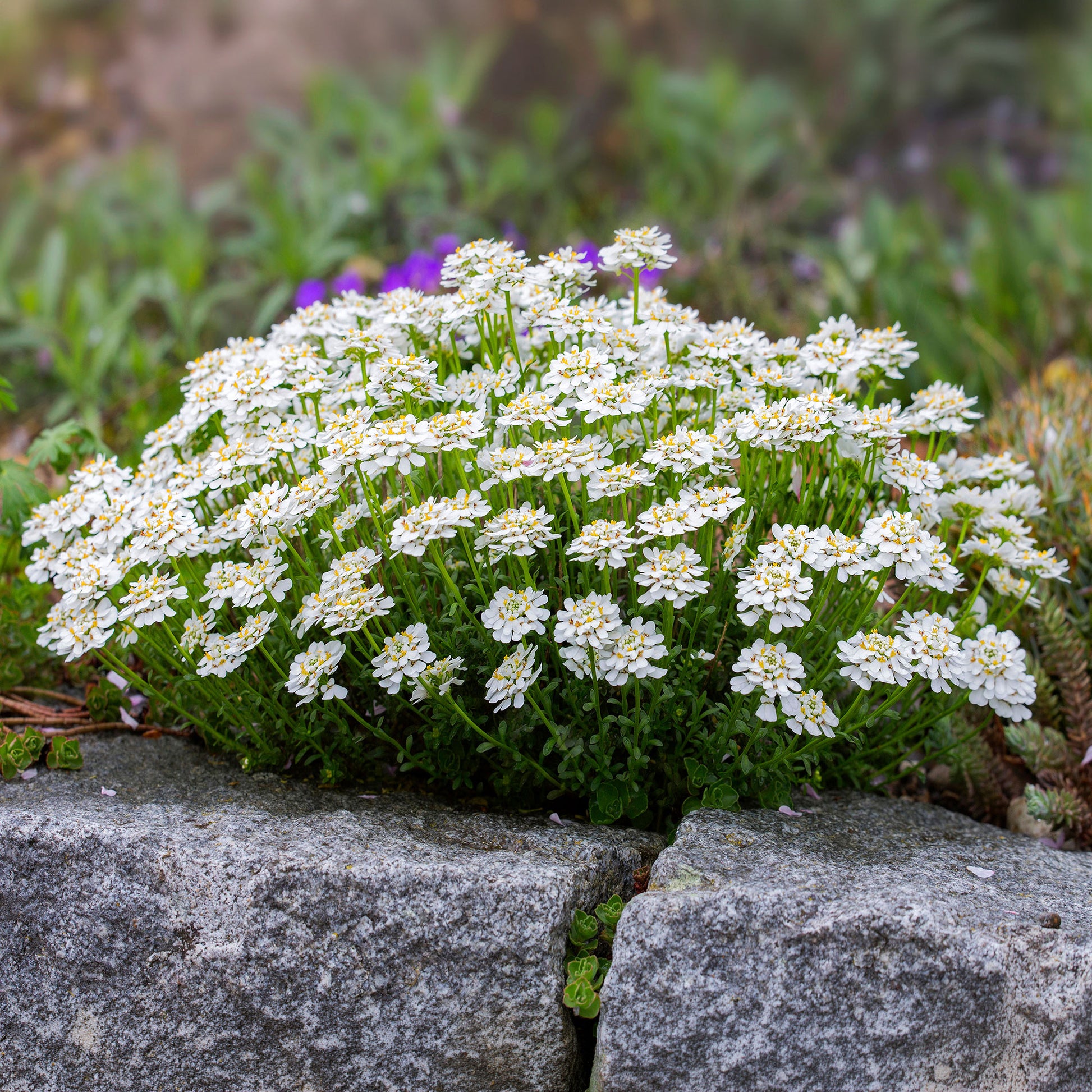 Verkauf Immergrüne Schleifenblume Weißer Zwerg - Iberis sempervirens weisser zwerg