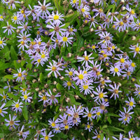 Kalimeris incisa nana blue - Schönaster Nana Blue - Scheinaster