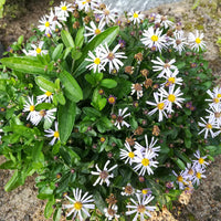 Schönaster Nana Blue - Bakker